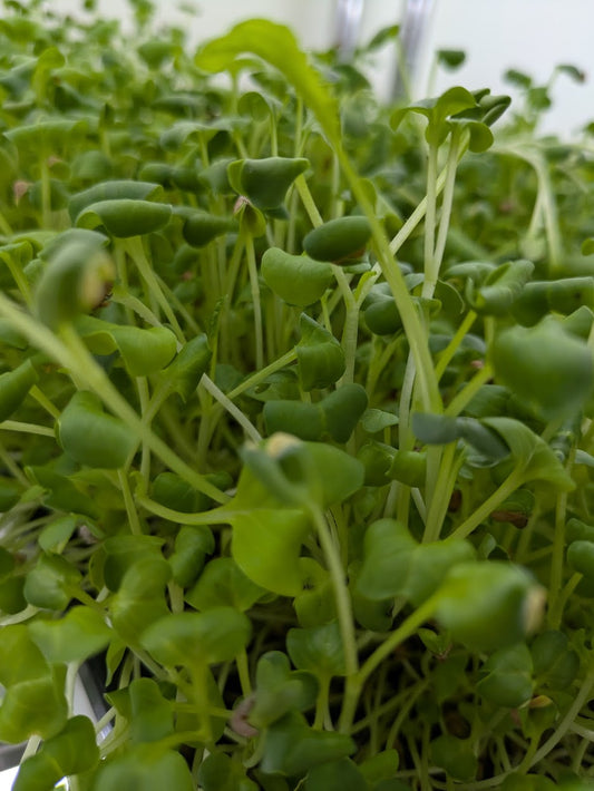 Daikon Radish Microgreens