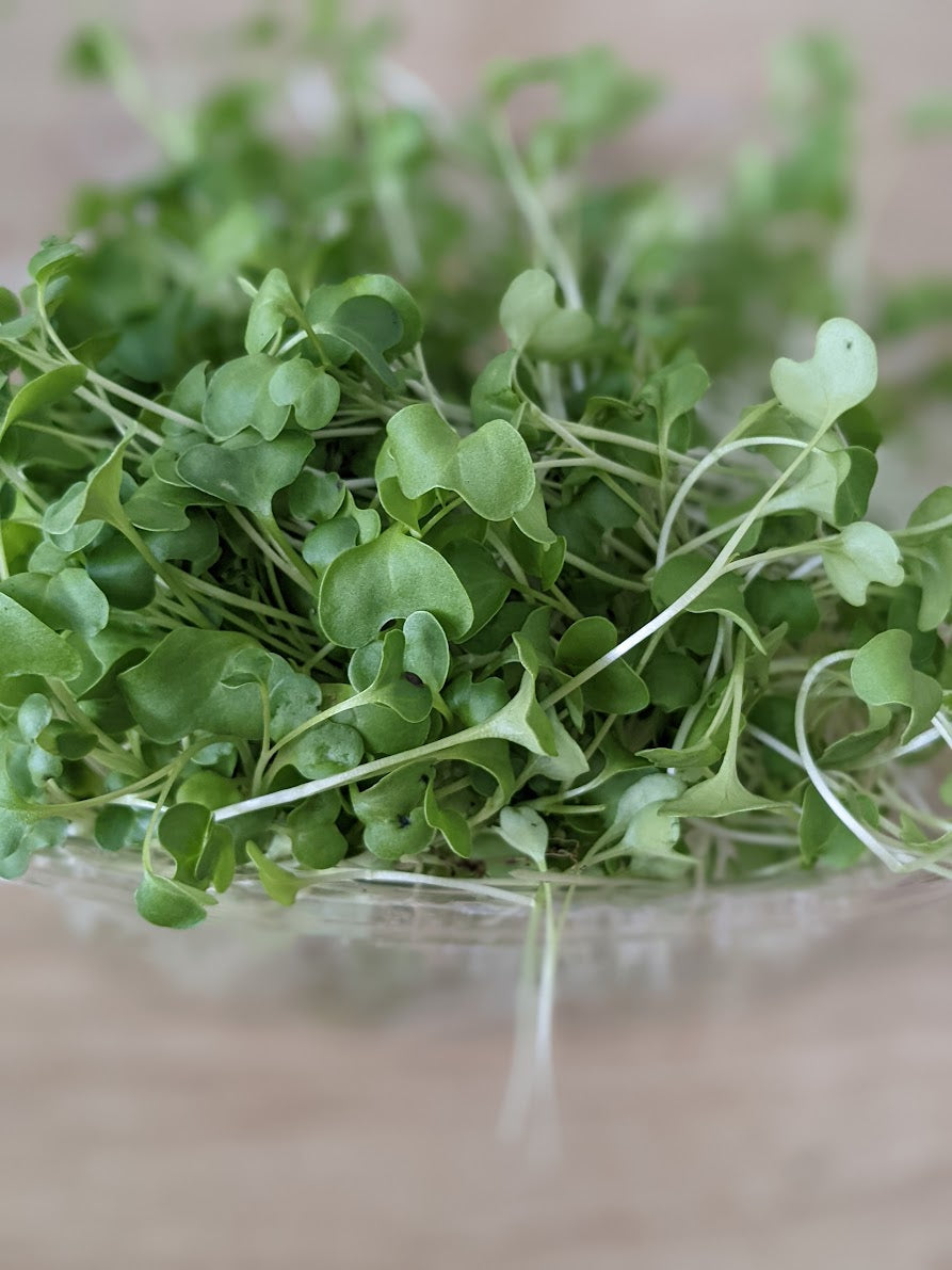 Broccoli Microgreens