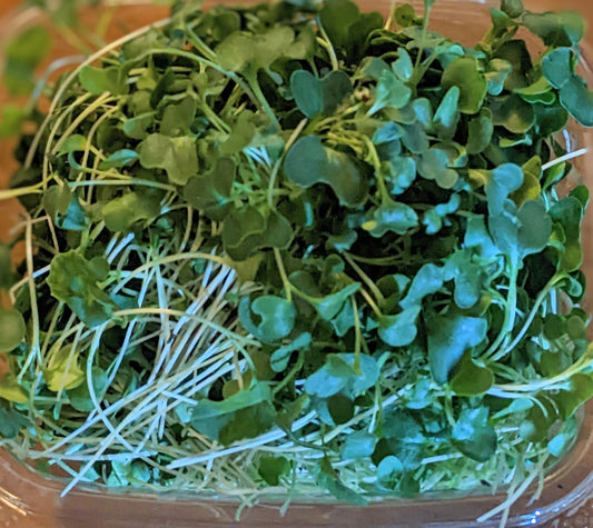 Kale Microgreens