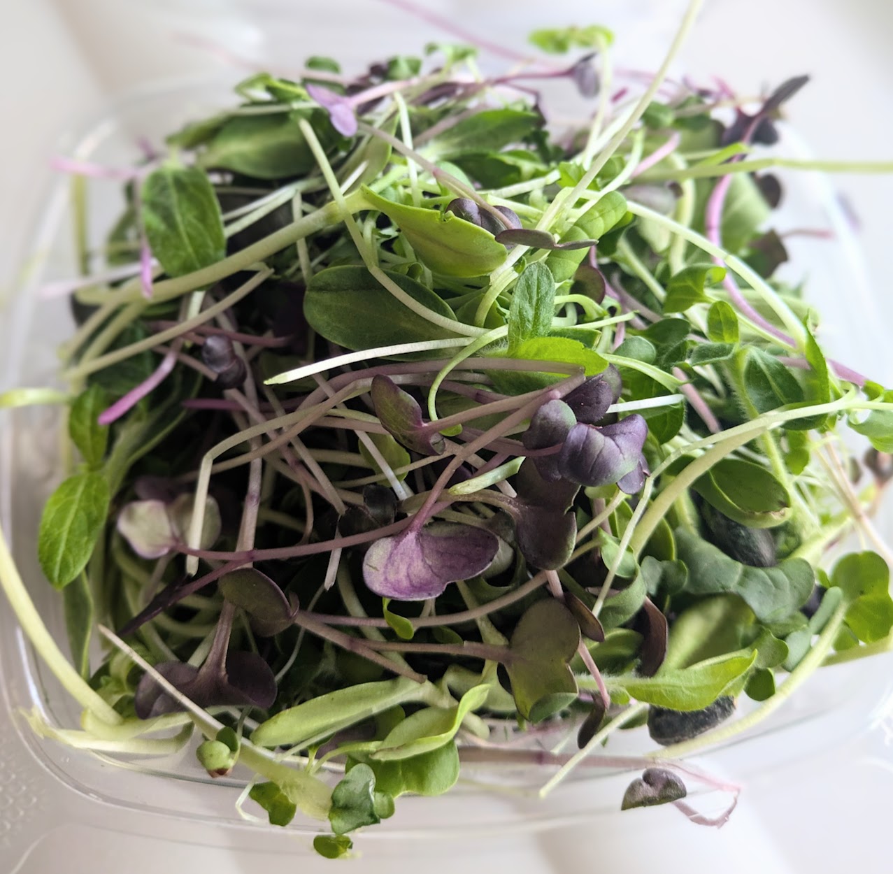 Salad Mix Microgreens