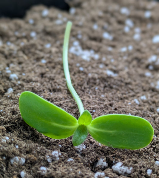 Sunflower Microgreens