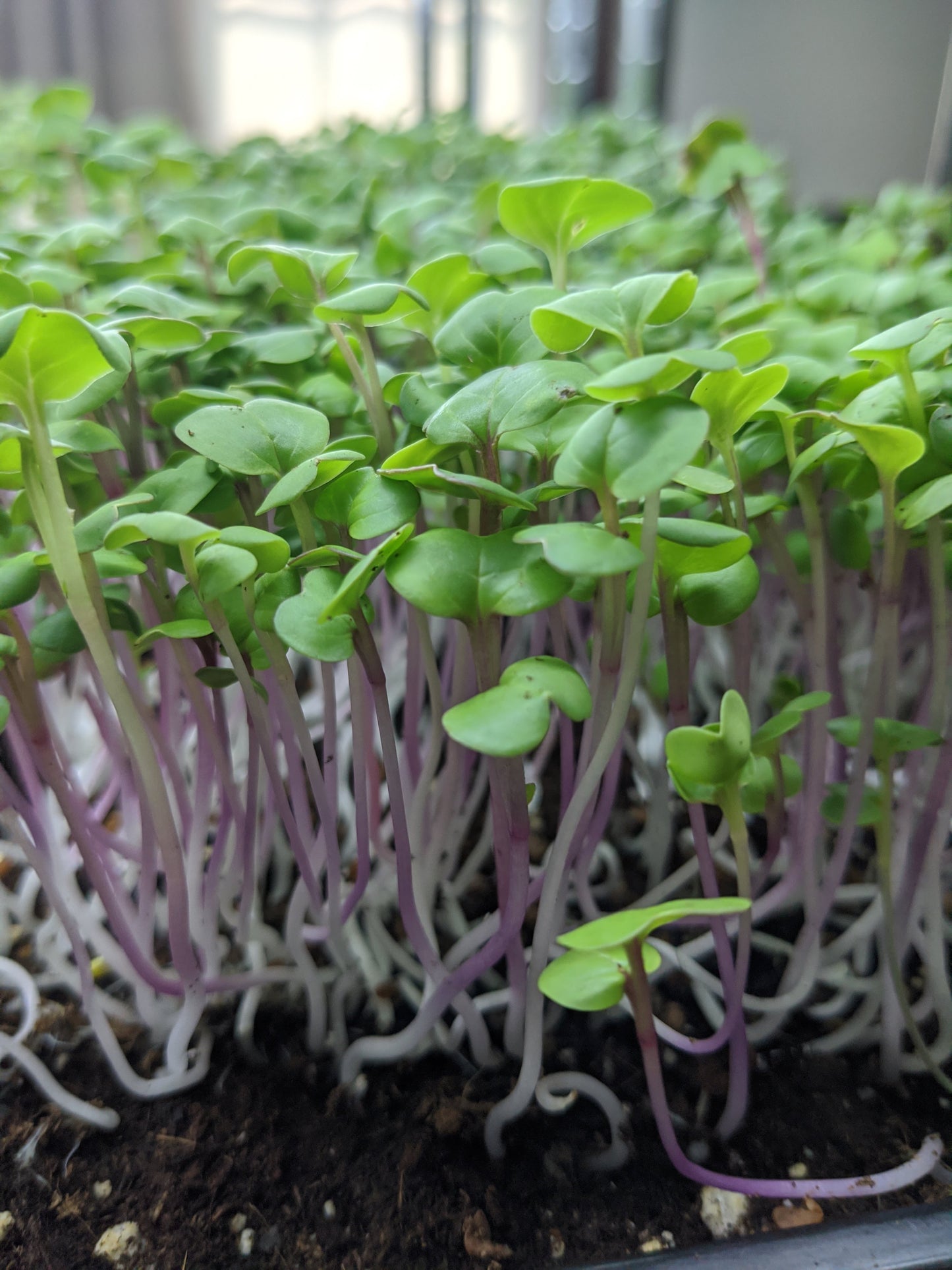 Purple Stem Radish Microgreens